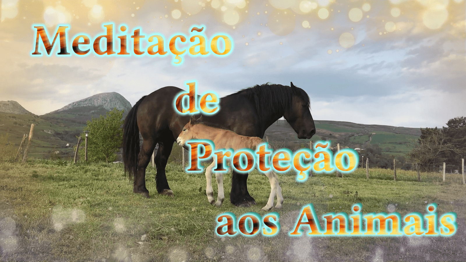 Meditação para Proteção aos Animais, ©Alfarrábios da Alma, 2022